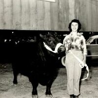 Early 1950s, Joan Wilson Rodgers showcasing one of George and J.B. Wilson's prized Angus cows